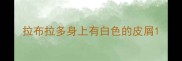 拉布拉多身上有白色的皮屑