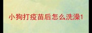 小狗打疫苗后怎么洗澡
