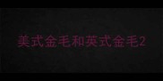 美式金毛和英式金毛