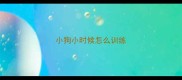 小狗小时候怎么训练