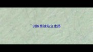 训练泰迪站立走路