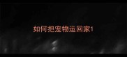 如何把宠物运回家