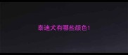 泰迪犬有哪些颜色