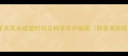 边境牧羊犬耳朵成型时间及科学养护指南附发育阶段图解