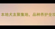 合肥拉布拉多论坛本地犬友聚集地品种养护全攻略与社区交流指南