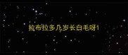 拉布拉多几岁长白毛呀