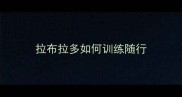 拉布拉多如何训练随行