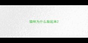 猫咪为什么躲起来