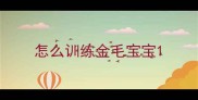 怎么训练金毛宝宝