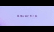 泰迪没满月怎么养