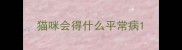 猫咪会得什么平常病