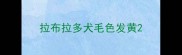 拉布拉多犬毛色发黄