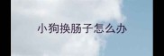 小狗换肠子怎么办