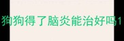 狗狗得了脑炎能治好吗