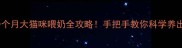 新手必看一个月大猫咪喂奶全攻略手把手教你科学养出健康小奶猫