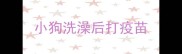 小狗洗澡后打疫苗