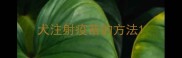 犬注射疫苗的方法