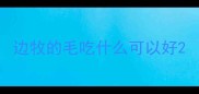 边牧的毛吃什么可以好