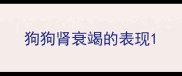 狗狗肾衰竭的表现