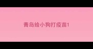 青岛给小狗打疫苗
