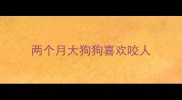 两个月大狗狗喜欢咬人