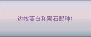 边牧蓝白和陨石配种