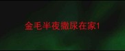 金毛半夜撒尿在家