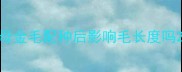 母金毛配种后影响毛长度吗