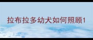 拉布拉多幼犬如何照顾