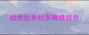幼犬拉布拉多眼睛颜色