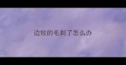 边牧的毛剃了怎么办