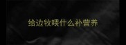 给边牧喂什么补营养