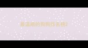 最温顺的狗狗排名榜