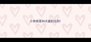 小狗感冒和犬瘟的区别