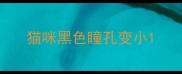 猫咪黑色瞳孔变小