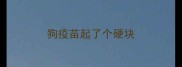 狗疫苗起了个硬块