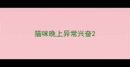 猫咪晚上异常兴奋