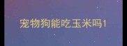 宠物狗能吃玉米吗