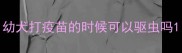 幼犬打疫苗的时候可以驱虫吗