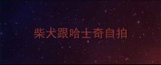 柴犬跟哈士奇自拍