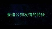 泰迪公狗发情的特征