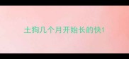 土狗几个月开始长的快