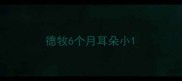 德牧6个月耳朵小