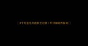 4个月金毛犬成长全记录附详细饲养指南