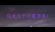 马犬几个月最漂亮