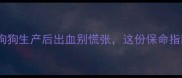 紧急处理狗狗生产后出血别慌张这份保命指南请收好