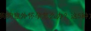 紧急避孕指南狗狗意外怀孕怎么办这5种方法新手必看
