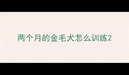 两个月的金毛犬怎么训练