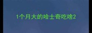 1个月大的哈士奇吃啥