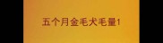 五个月金毛犬毛量